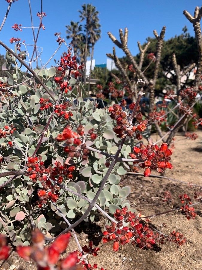 Kalanchoe bracteata flower
