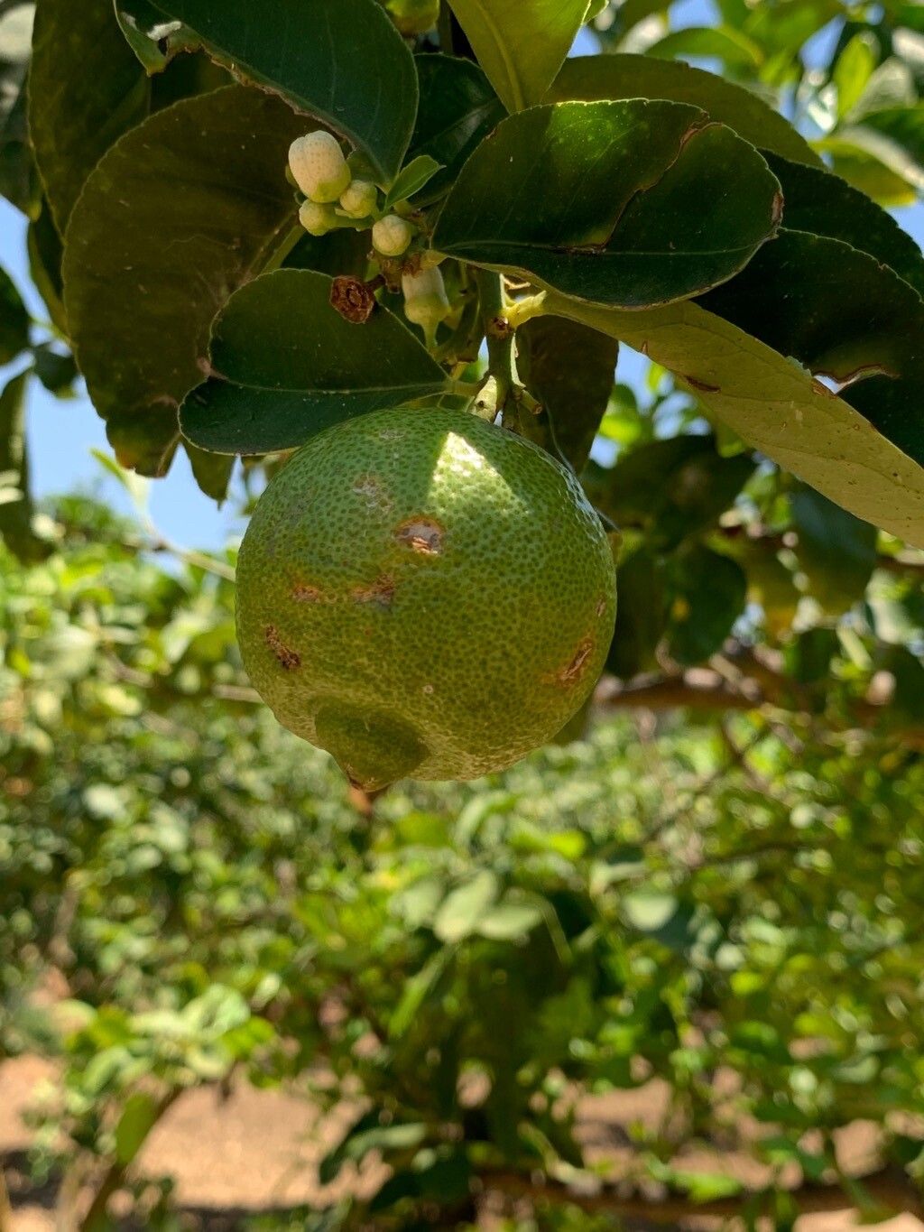 Citrus latifolia fruit