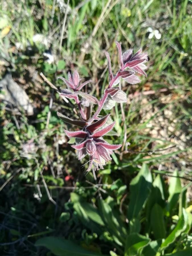 Nonea pallens flower