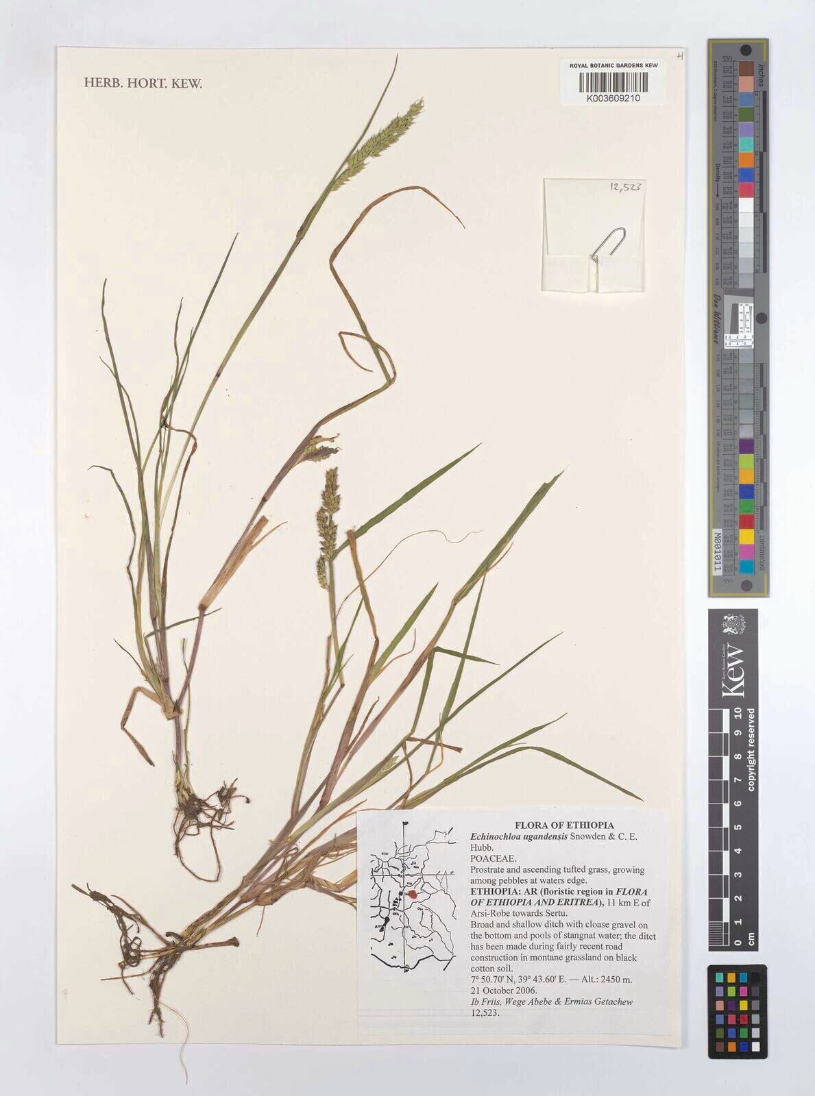Echinochloa ugandensis — houseplant care guide