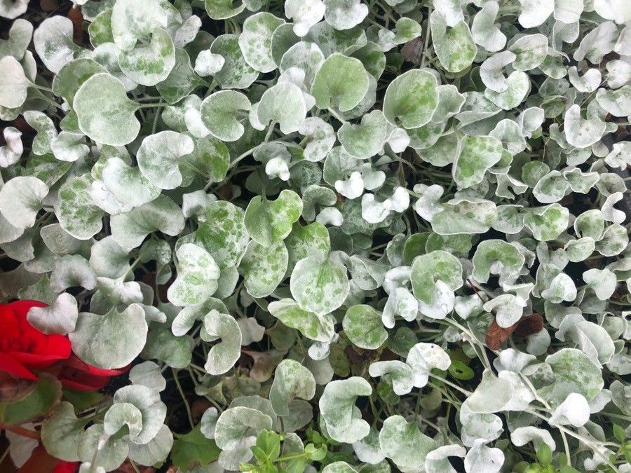 Dichondra argentea leaf