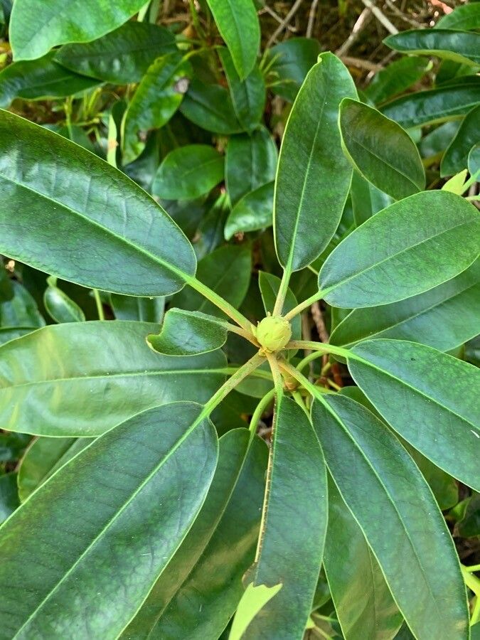 Rhododendron pseudochrysanthum leaf