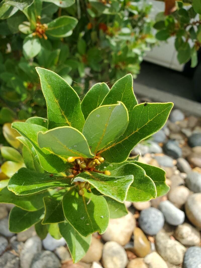 Laurus azorica flower