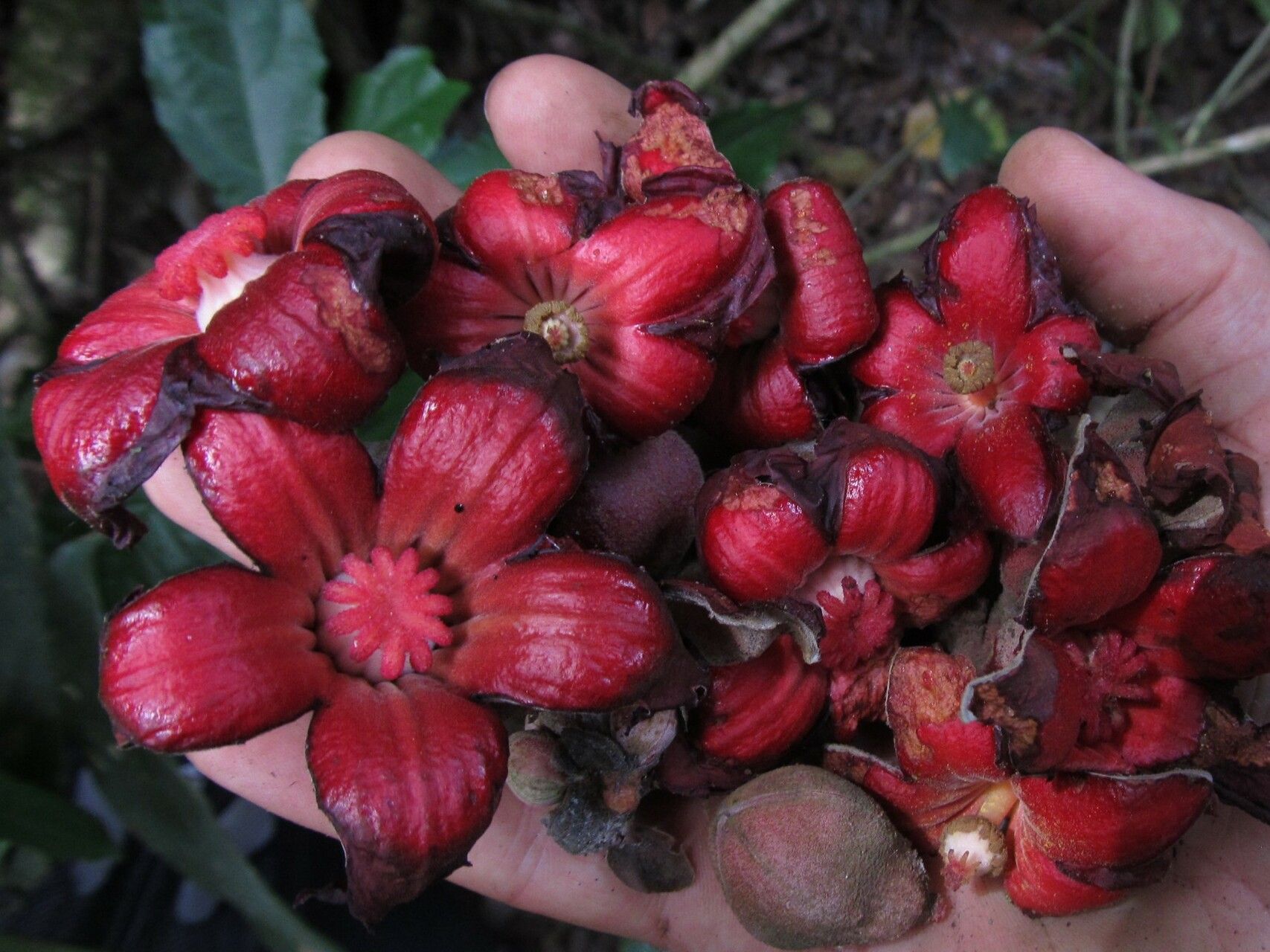 Cola chlamydantha flower