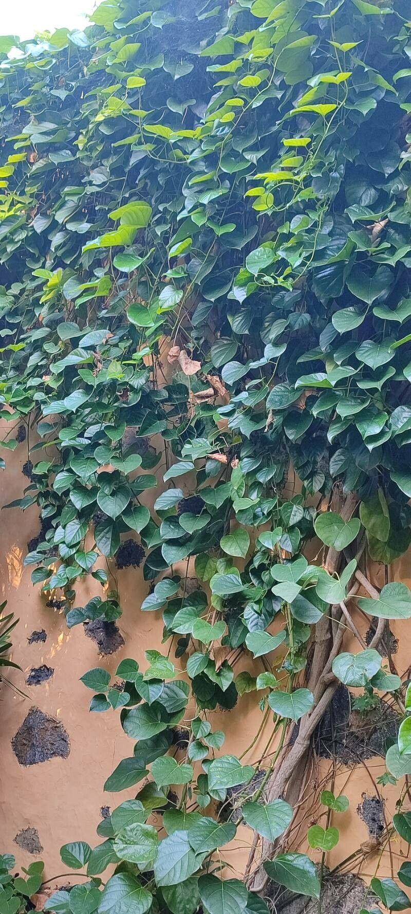 Anamirta cocculus habit