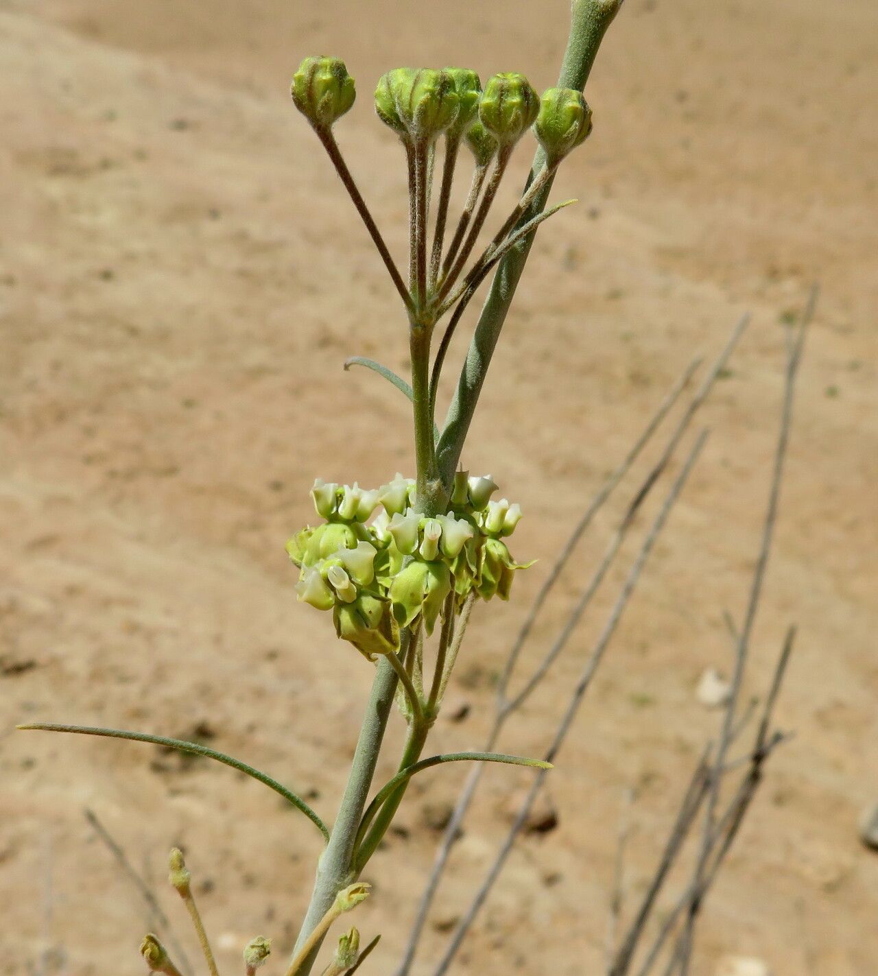 Gomphocarpus filiformis fruit