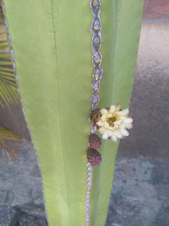 Marginatocereus marginatus flower