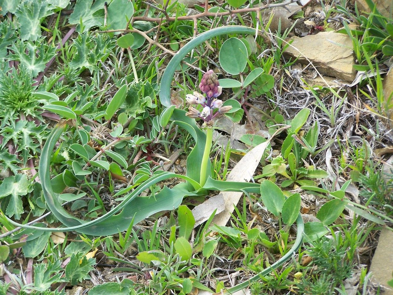 Bellevalia mauritanica habit