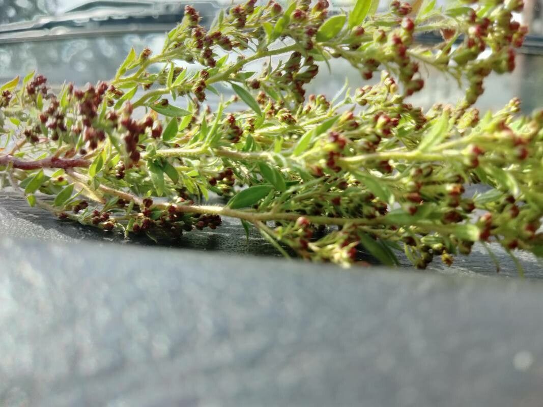 Lechea mucronata flower