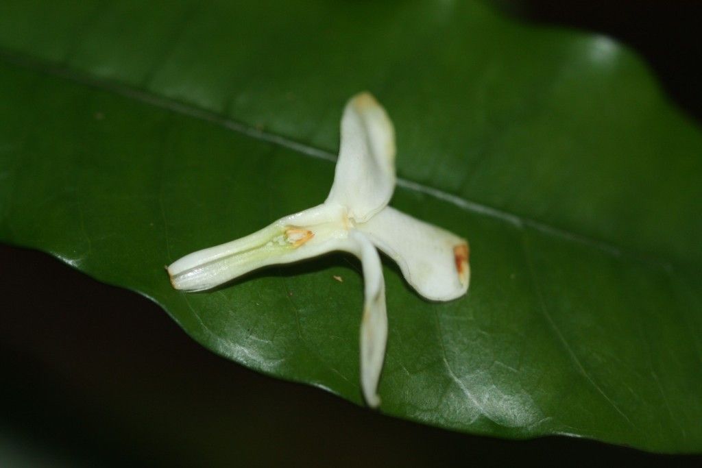 Ochrosia lifuana flower