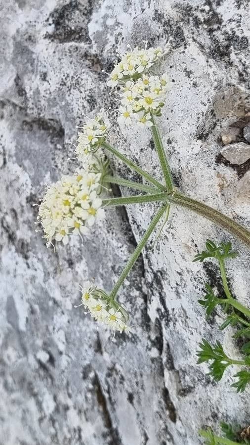 Athamanta cretensis flower