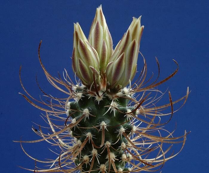 Sclerocactus papyracanthus flower