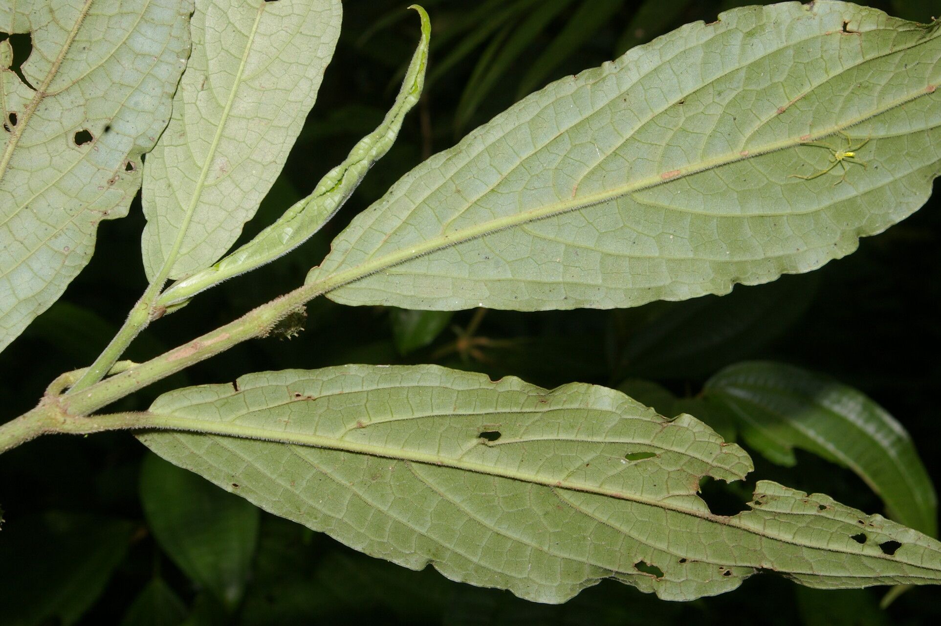 Piper brevistylum leaf