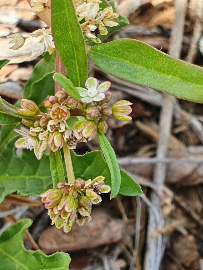 Zaleya pentandra flower
