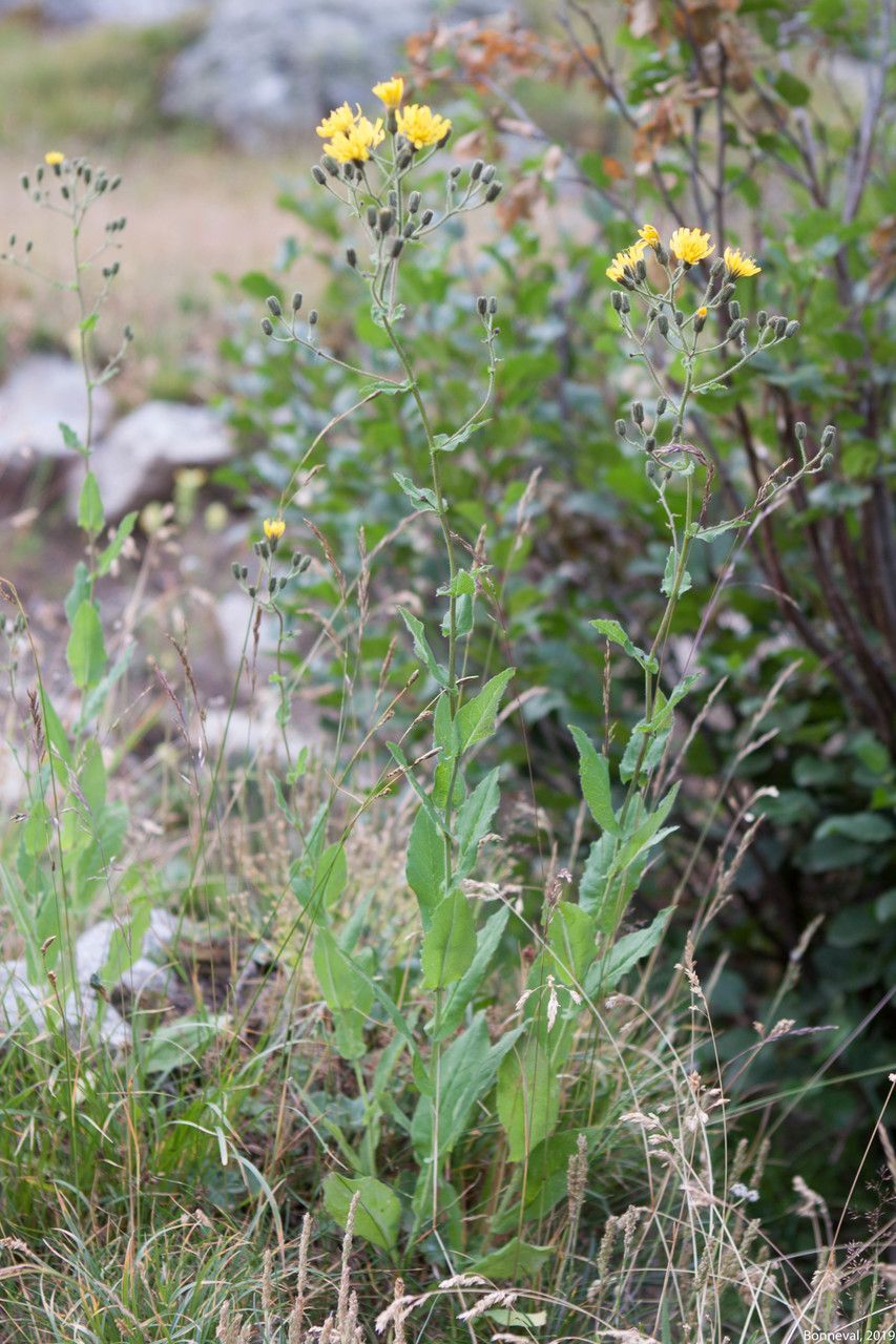 Hieracium picroides habit