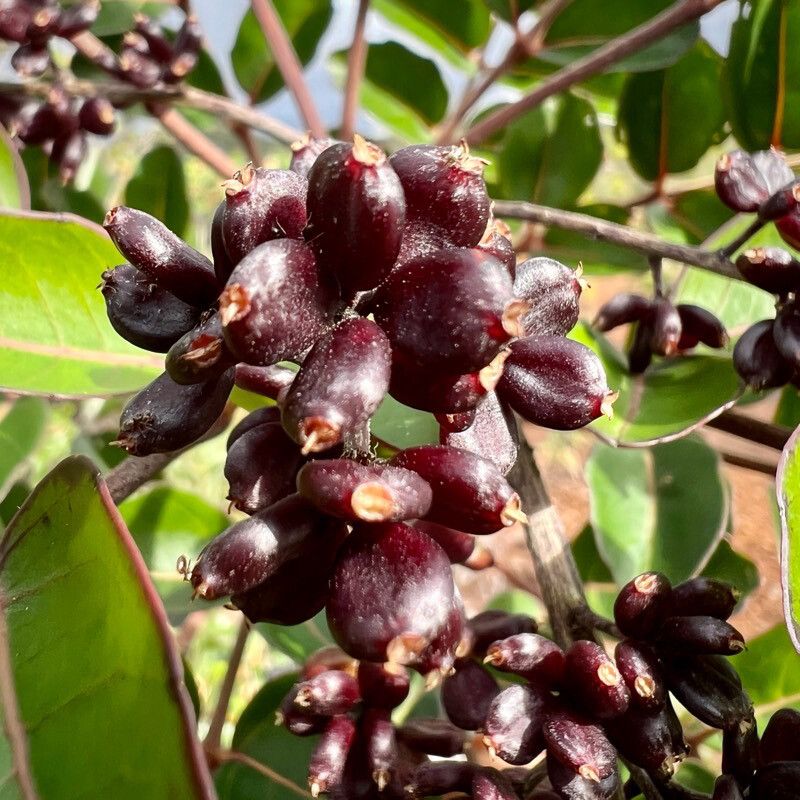 Polyscias pancheri fruit