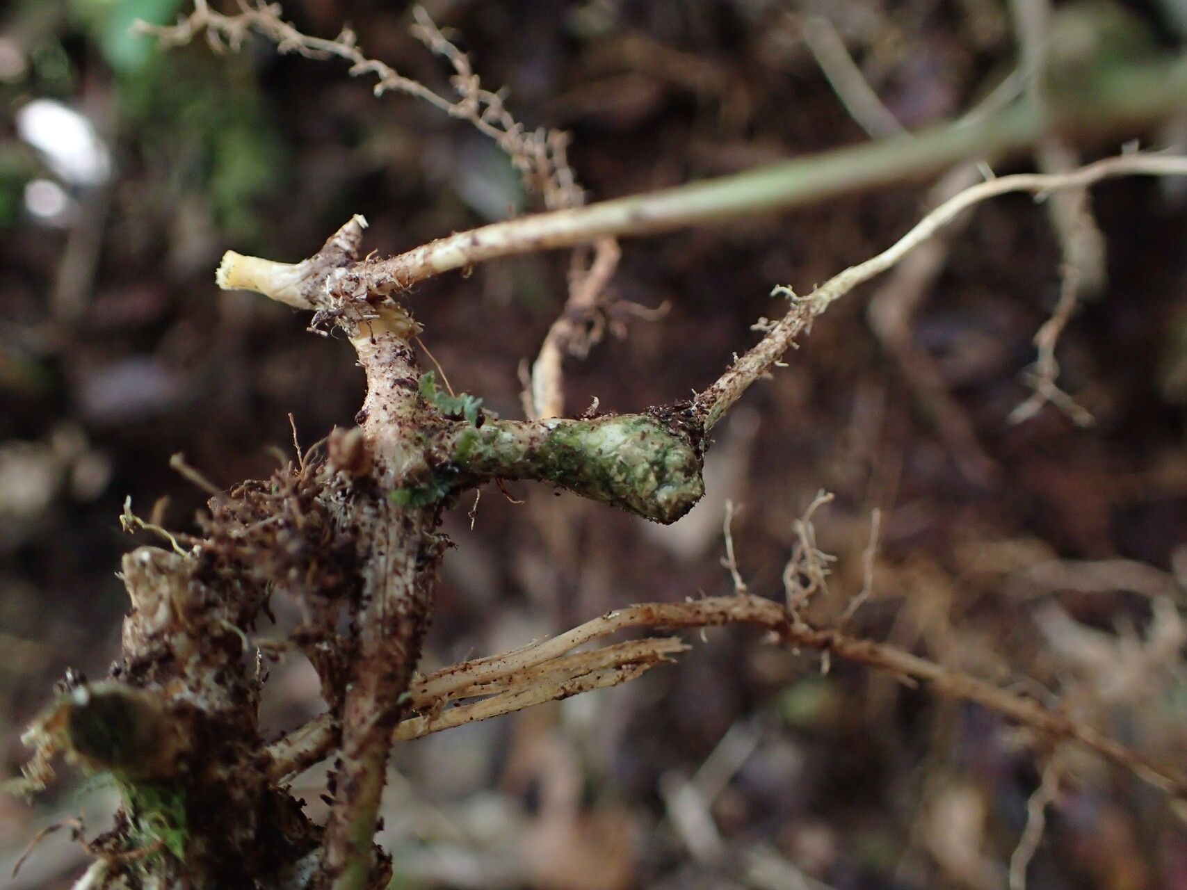 Nastus perrieri bark