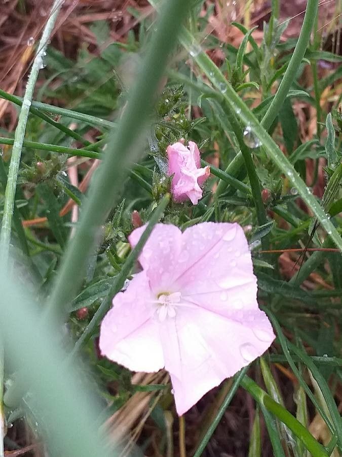 Convolvulus cantabrica flower