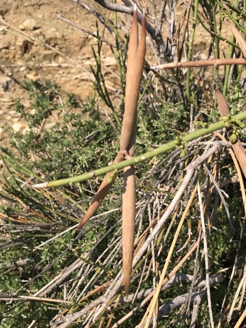 Periploca aphylla fruit