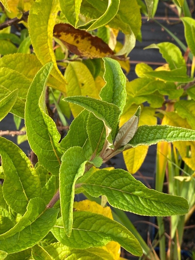Buddleja colvilei leaf