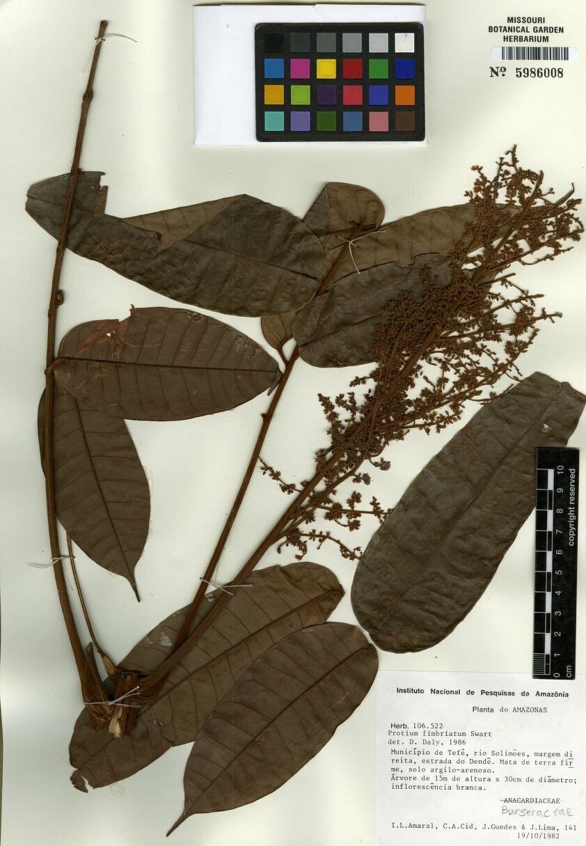 Protium amazonicum — related species from the same genus