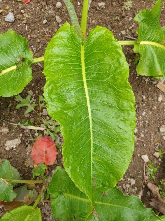Rumex azoricus — search result for 'Azores'