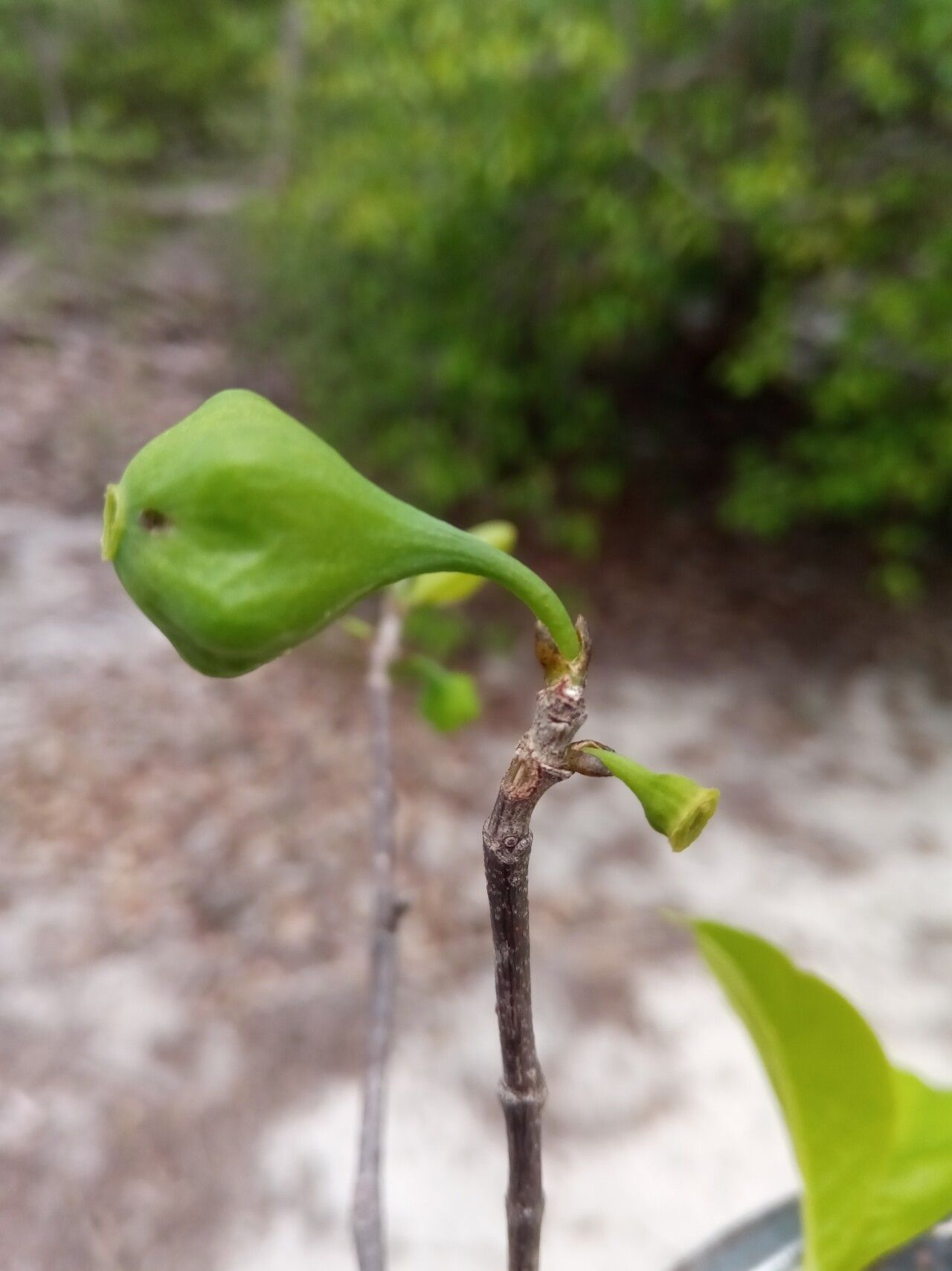 Pyrostria richardiae fruit