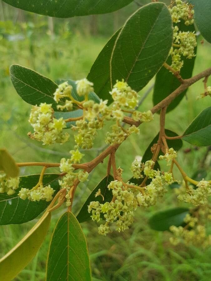 Alphitonia excelsa flower