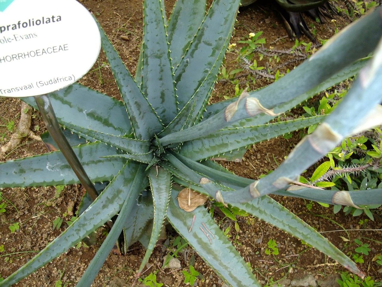 Aloe suprafoliata habit