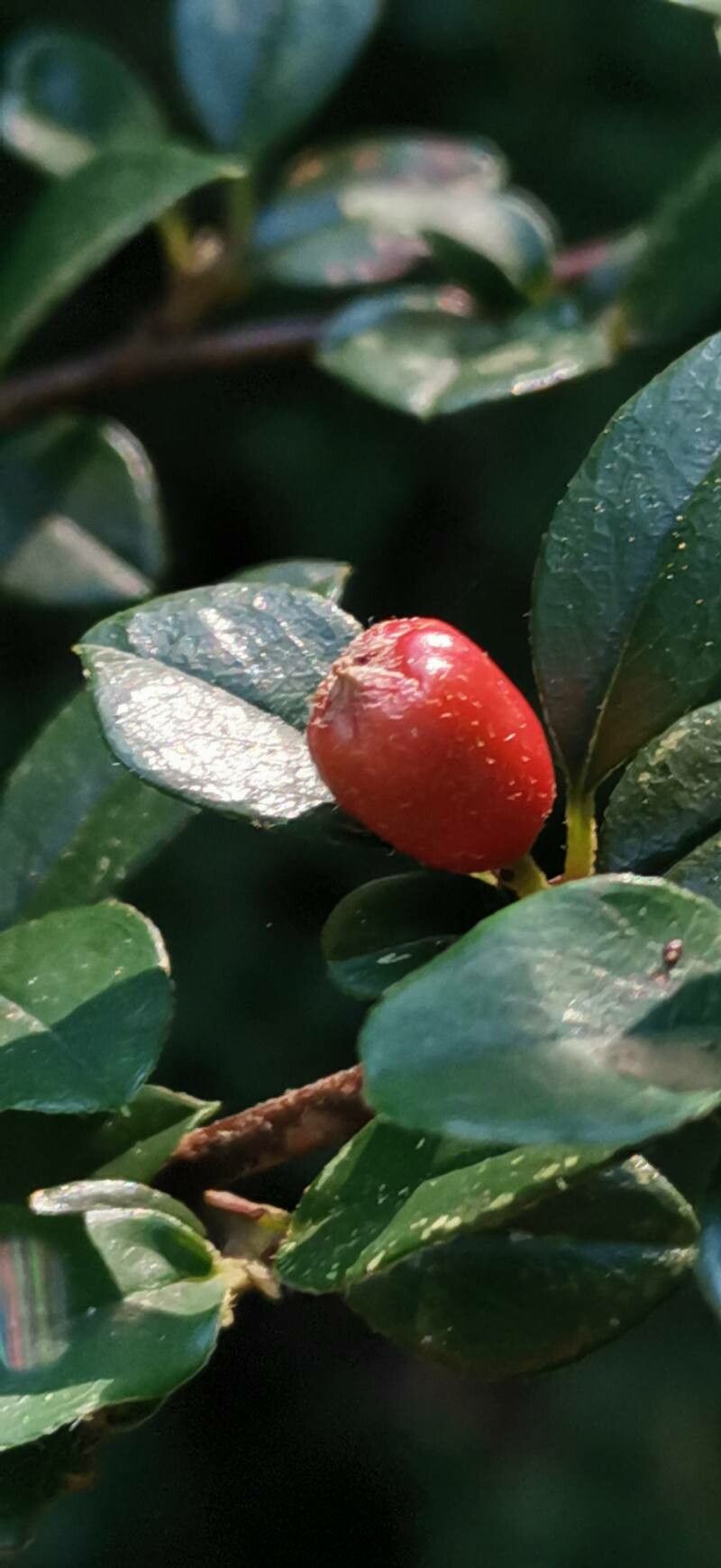 Cotoneaster sichuanensis fruit