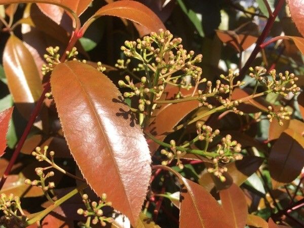 Photinia serrulata fruit