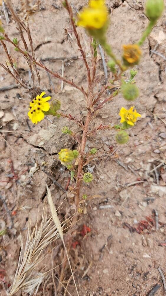 Deinandra paniculata bark