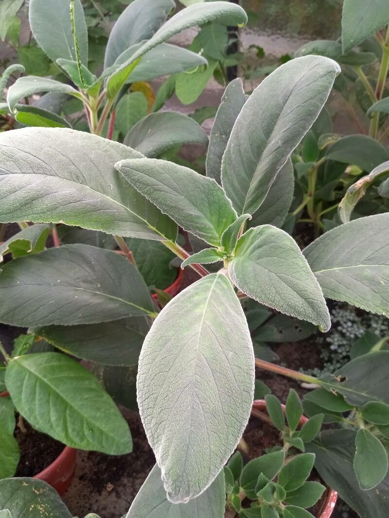 Kohleria digitaliflora — search result for 'Gesneriaceae'