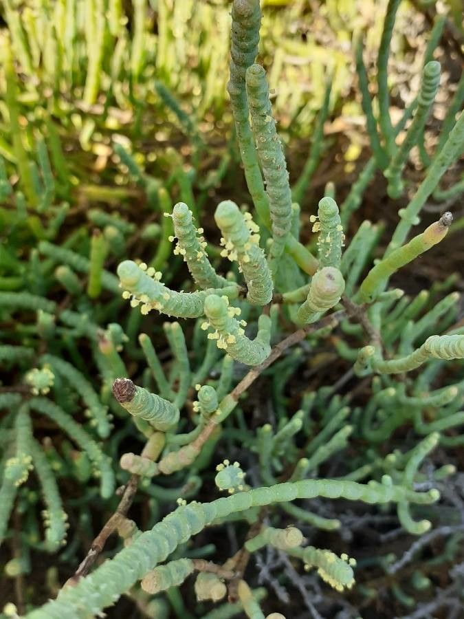 Sarcocornia fruticosa flower