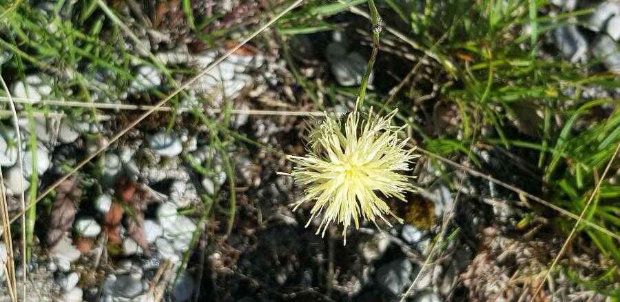 Centaurea dichroantha flower