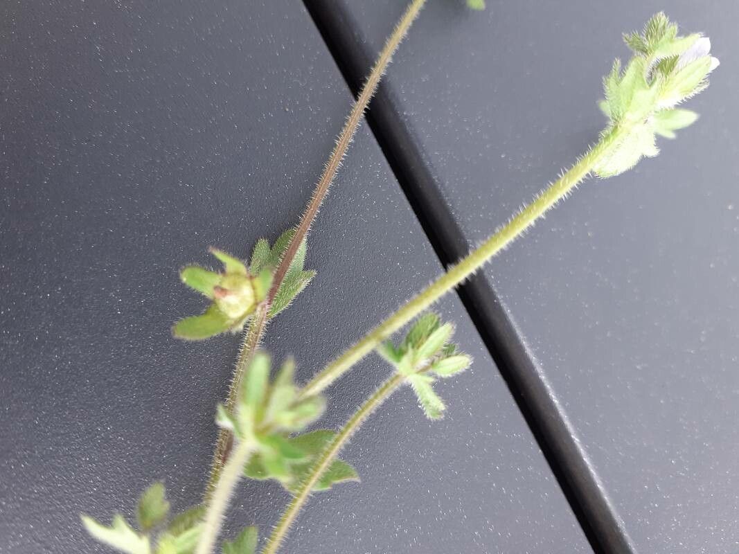Campanula erinus fruit