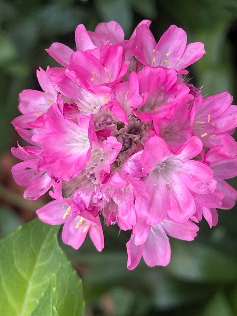 Armeria pseudarmeria flower