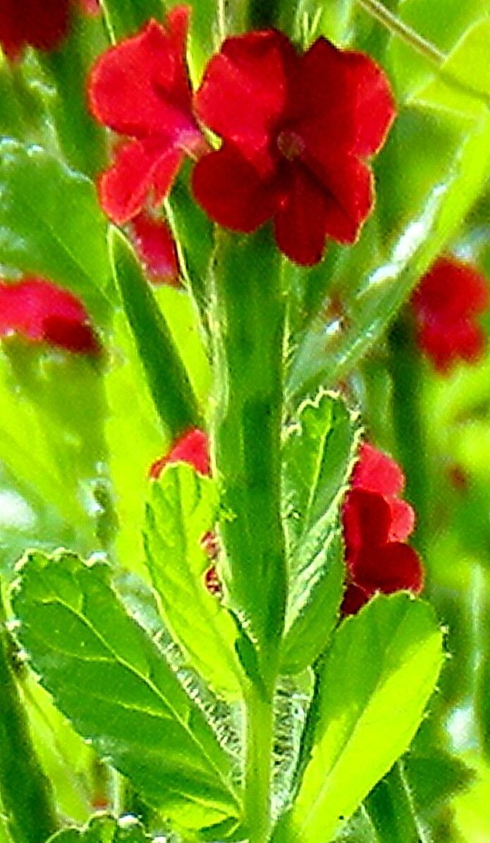 Stachytarpheta sessilis — houseplant care guide