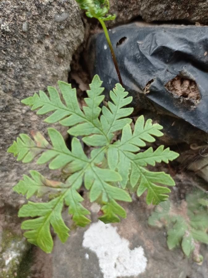 Pentagramma triangularis — search result for 'Pteridaceae'