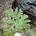 Pentagramma triangularis