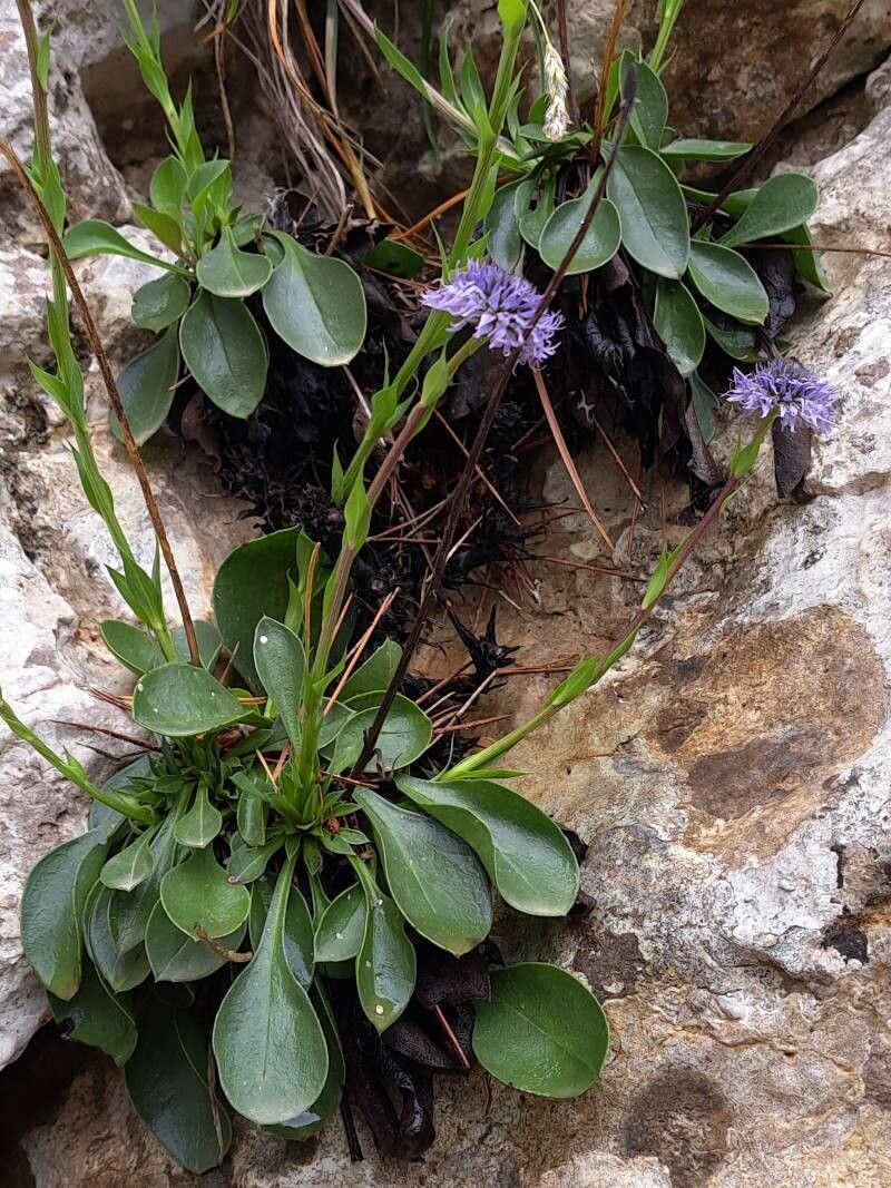 Globularia majoricensis habit