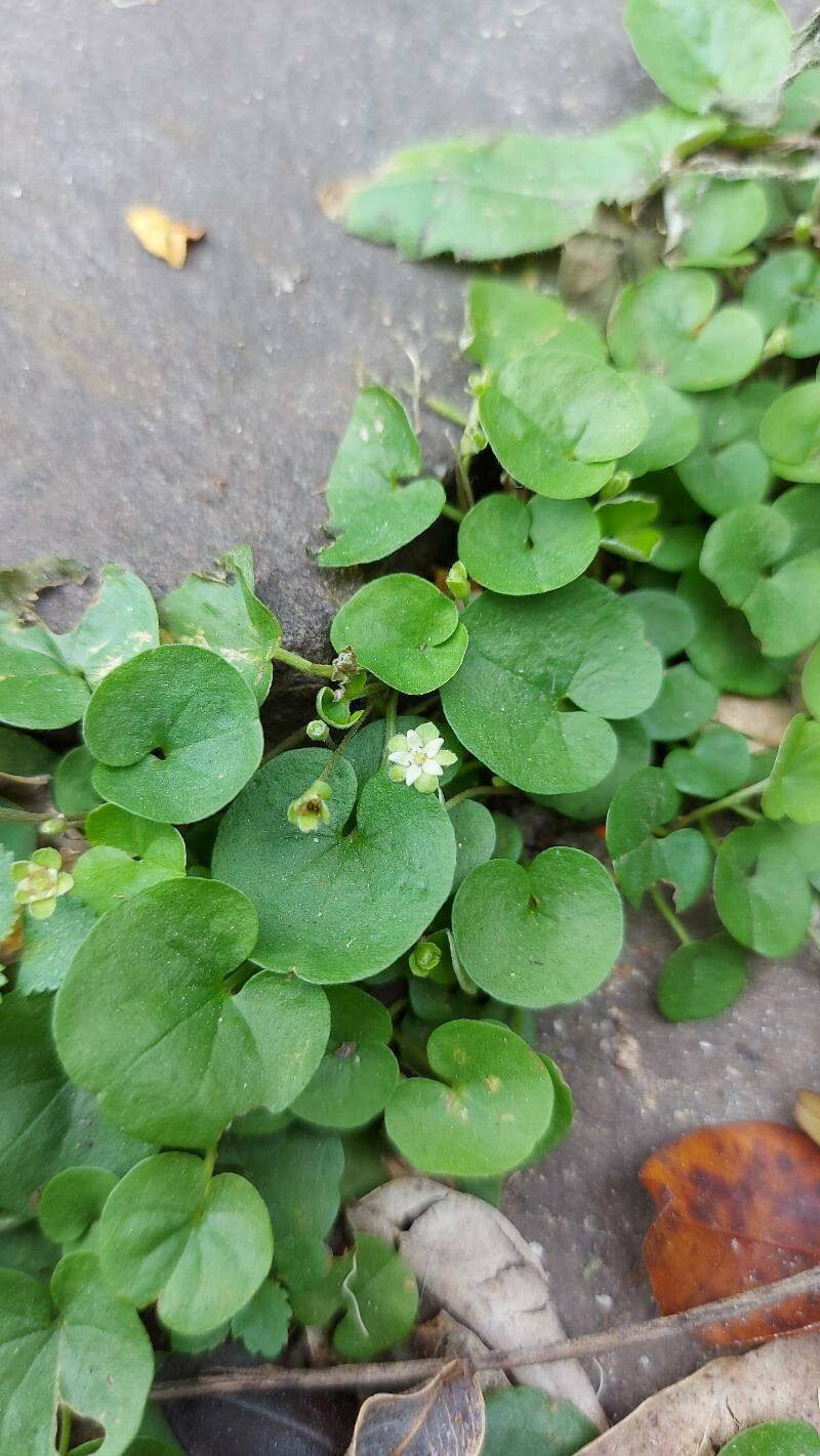 Dichondra carolinensis flower