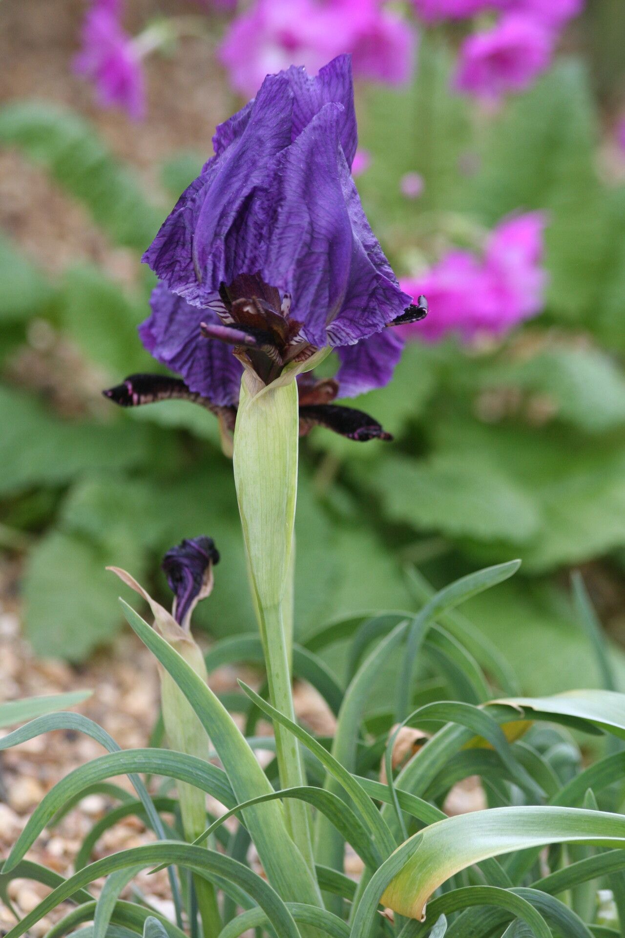 Iris paradoxa — houseplant care guide
