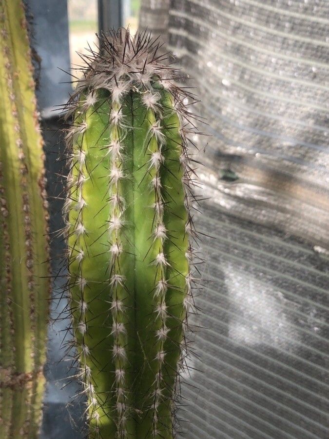 Pilosocereus leucocephalus leaf