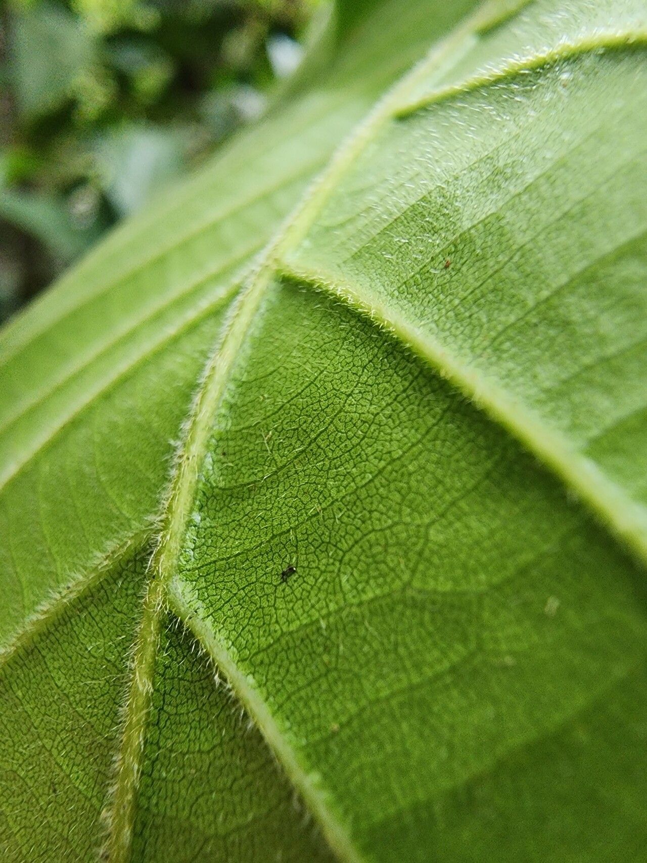 Lithocarpus haipinii leaf