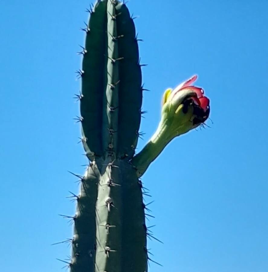 Cereus forbesii flower