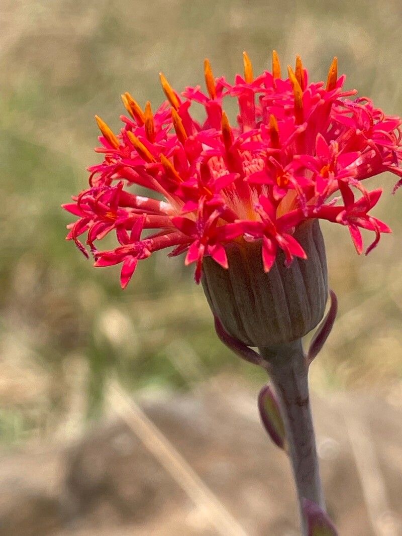 Kleinia abyssinica flower