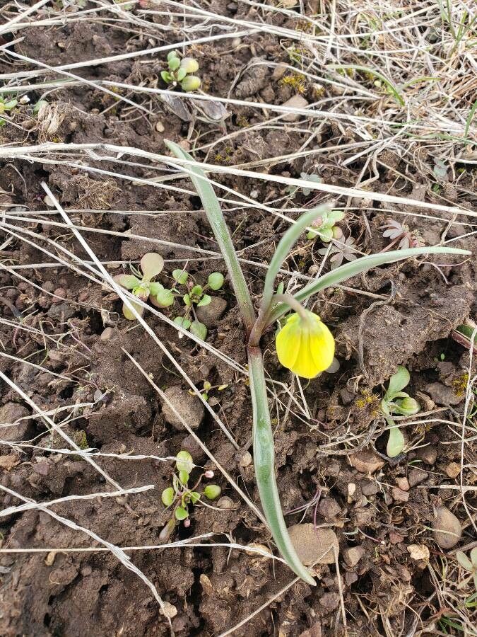 Fritillaria pudica — search result for 'Liliaceae'