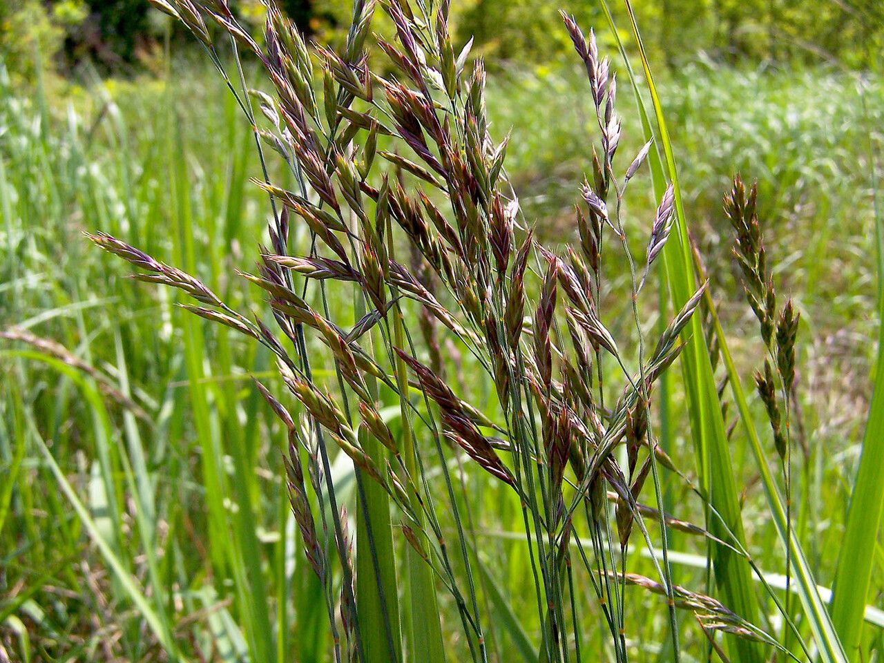 Bromus erectus flower