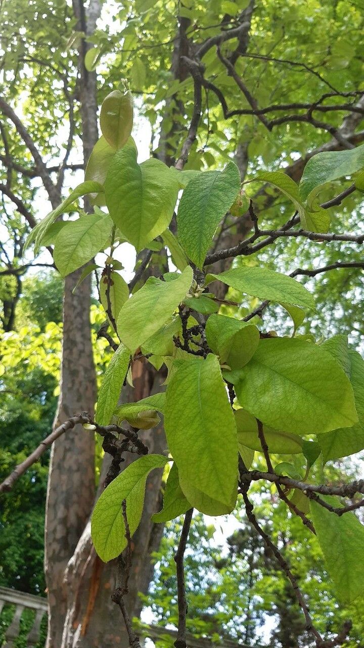 Pseudocydonia sinensis — houseplant care guide